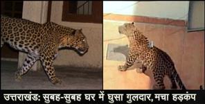 Leopard enters home in almora