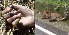 image: Leopard and youth died in an accident in haridwar rishikesh highway