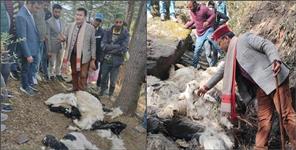 image: More than 300 sheep died in Purola uttarkashi
