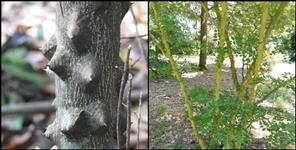 image: Temru plant is very useful for medicinal properties