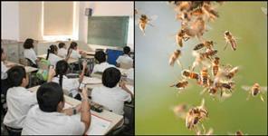 image: bees entered classes during examination in kashipur