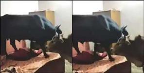 image: Video viral of rishikesh house of cow