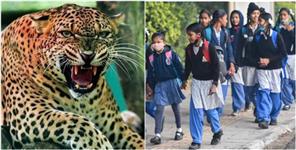 image: Leopard Terror Leads to 3-Day Holiday in Tehri Primary Schools