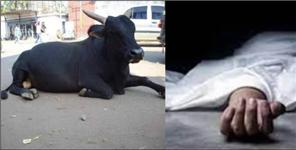 image: Raj Mistri Riding Bike Collides With Bull In Haldwani