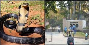 image: dehradun zoo king cobra missing