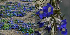 image: Gentiana Kuru flower discovered in Uttarakhand