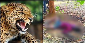 image: Leopard hunts a two and a half year old girl in Gangolihat