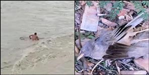 image: Nepali escaped leaving 9 dead Siberian birds in Khatima