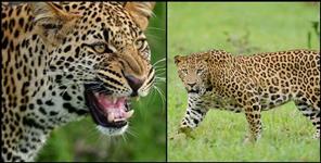 image: Leopard pounced on an old man going to the forest with goats