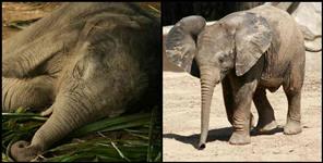 image: Baby elephant sultan rajaji national park uttarakhand