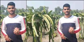 image: Uttarakhand Udham Singh Nagar Kichha Anoop Kushwaha Dragon Fruit Farming