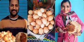 image: Almora hen gave 31 eggs in one day
