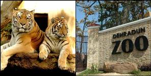 image: Royal Bengal Tiger Couple at Dehradun ZOO