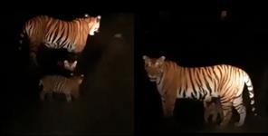 image: tigress roaming with her cubs In Tehri Garhwal