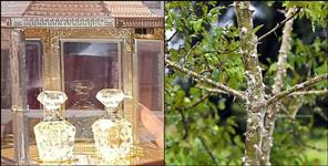 image: Uttarakhand Timru Perfume Now in Global Market