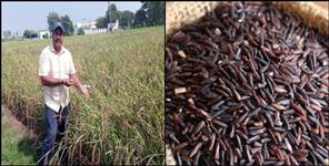 image: Sanjay Benicar black rice farming in bazpur