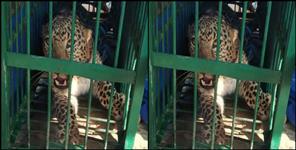 image: Leopard entered in bathroom