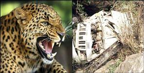 image: Leopard came in front of Bolero in Tehri Garhwal