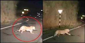 image: Three Leopard Video Pauri Garhwal