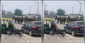 image: Hathi Came In Haridwar Misarpur Road