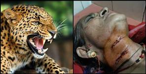 image: Leopard attack on old women in pithoragarh