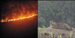 image: Leopard came to the fields in Uttarkashi