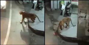 image: Tigress shot dead in Almora Marchula market