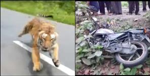 image: Tiger attack on a bike rider in Ramnagar