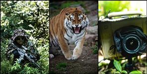 image: 80 cameras in search of man-eating tiger in Haldwani