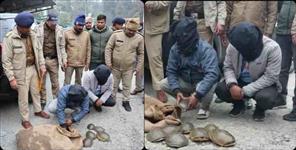 image: rare species 293 turtles recovered in Udham Singh Nagar