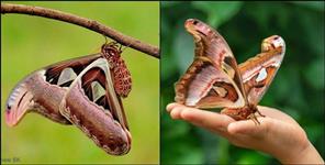 image: Atlas moth found in Pithoragarh