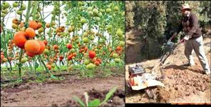 image: Pithoragarh farmer Madan Singh became a millionaire by tomato farming