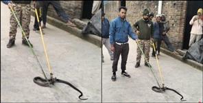 image: Two cobra snakes entered the rice mill