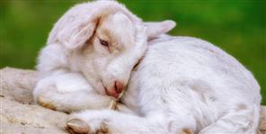 image: High Court allows animal killing in public interest