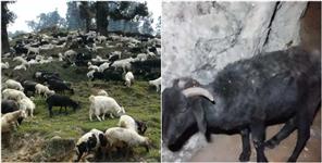 image: Sheep and goats are dying due to unknown disease