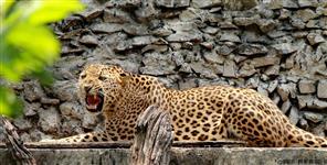 image: Leopard fear in Pauri Garhwal