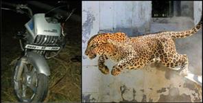image: Leopard attack on moving bike in ranikhet