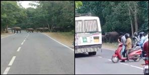 image: elephants on the Dehradun Rishikesh Highway