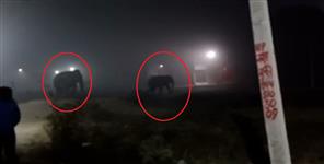 image: Herd Of Elephant in Haridwar