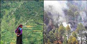 image: Baanj trees reduced from the forests of Uttarakhand