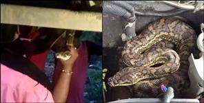 image: Python found in a car in lacchiwala