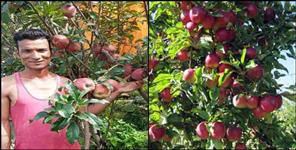 image: Apple orchards at Munsiyari Pithoragarh