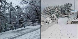 image: mussoorie dhanaulti snowfall 20 january latest photo video