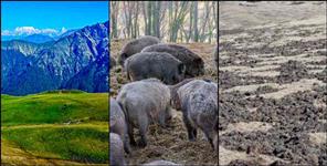 image: Uttarakhand Bedni Bugyal was ruined by wild boars