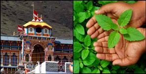 image: This miraculous plant is present in Badrinath shrine.