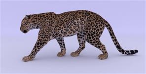image: Leopard moves 216 km a day in Uttarakhand