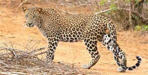 First Scientific Leopard Survey in Uttarakhand