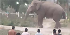 image: Elephant created havoc in children party