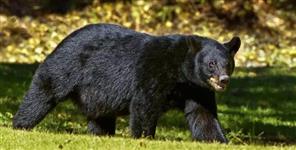 image: Bear Attack in Rudraprayag Injures 60-Year-Old Woman