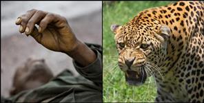 image: Leopard attacks Dinesh Kumar in Bironkhal